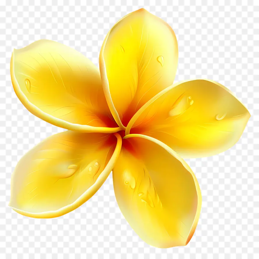 Plumeria çiçeği，Su Damlacıkları Ile Sarı çiçek PNG