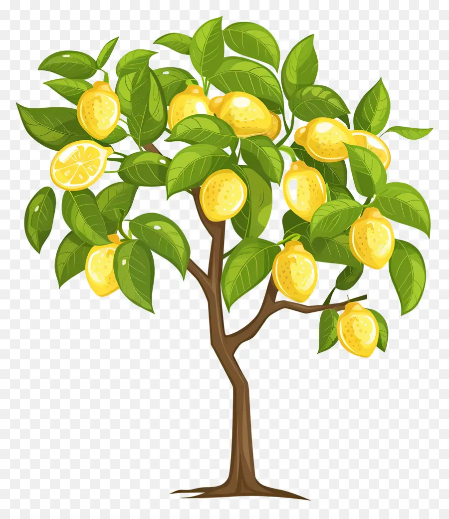 Limon Ağacı，Mango Ağacı PNG