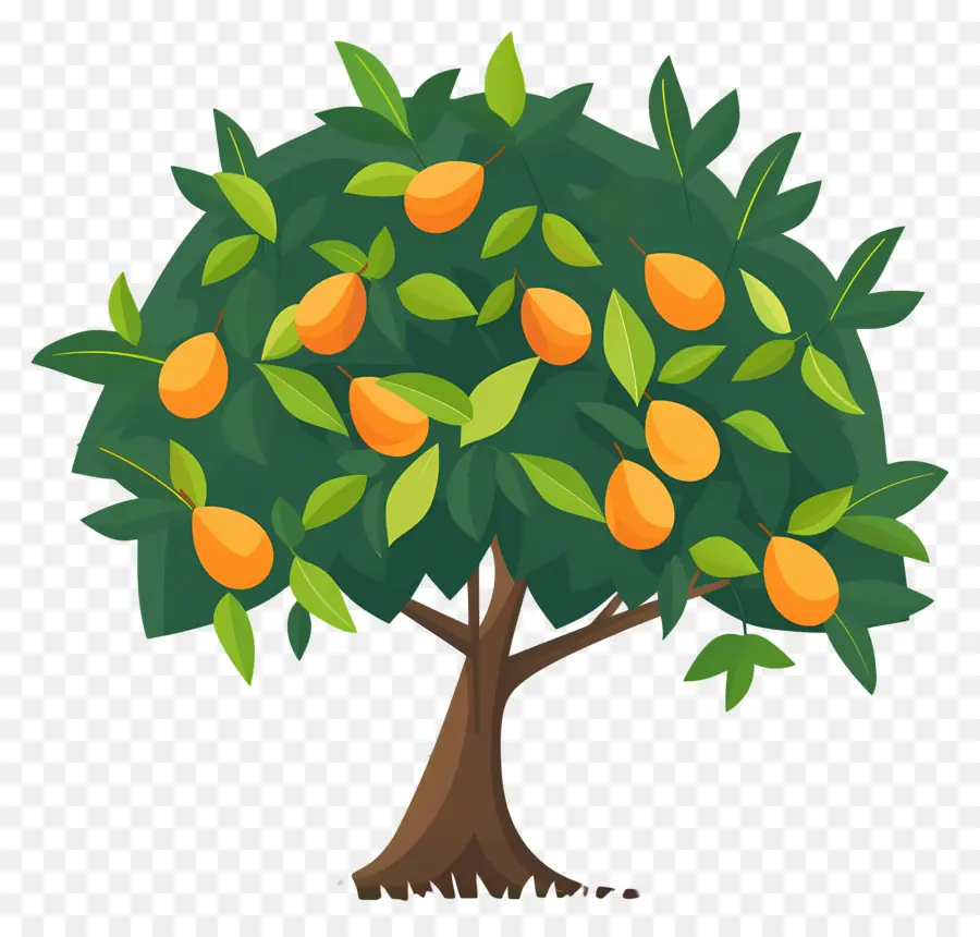 Mango Ağacı，Meyve PNG