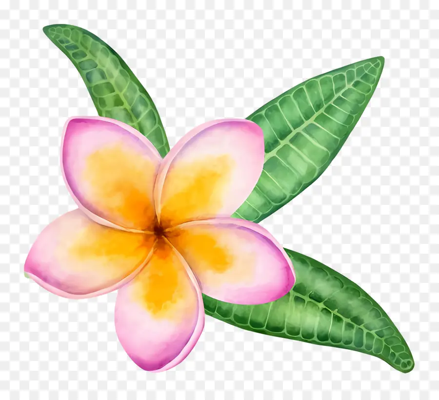 Plumeria çiçeği，Plumeria Çiçeği PNG