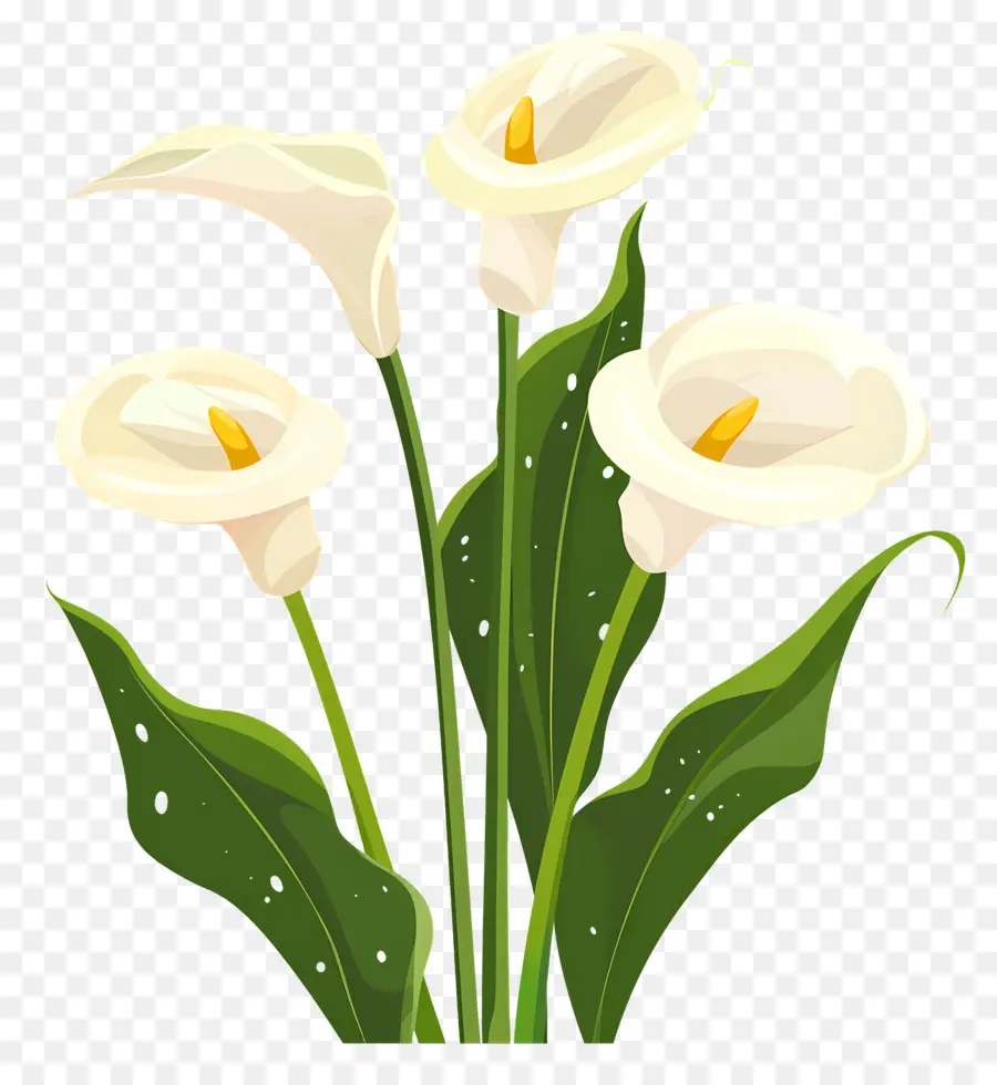 Calla Lily，Beyaz Calla Zambaklar PNG