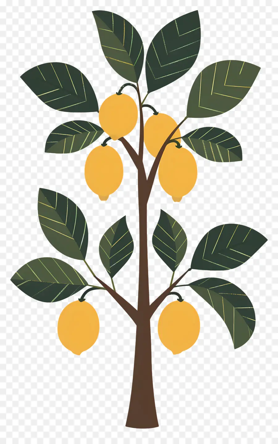 Limon Ağacı，Limon PNG