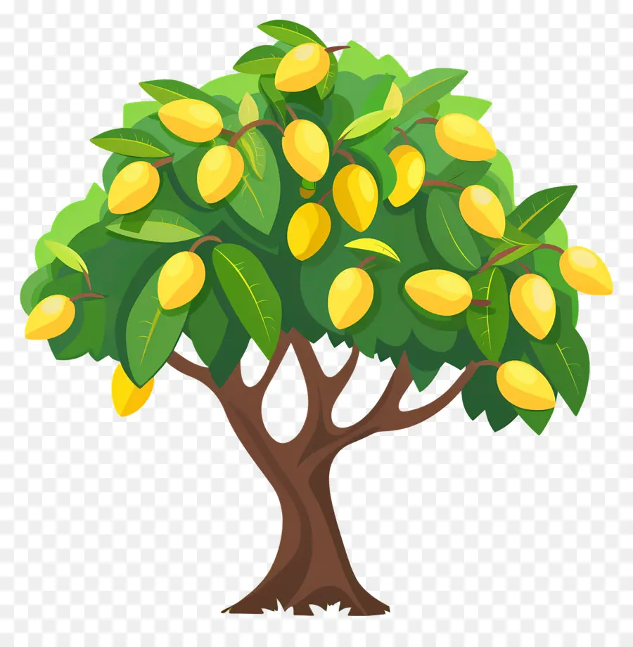 Mango Ağacı，Meyve PNG