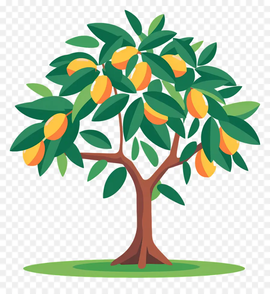 Mango Ağacı，Meyve PNG