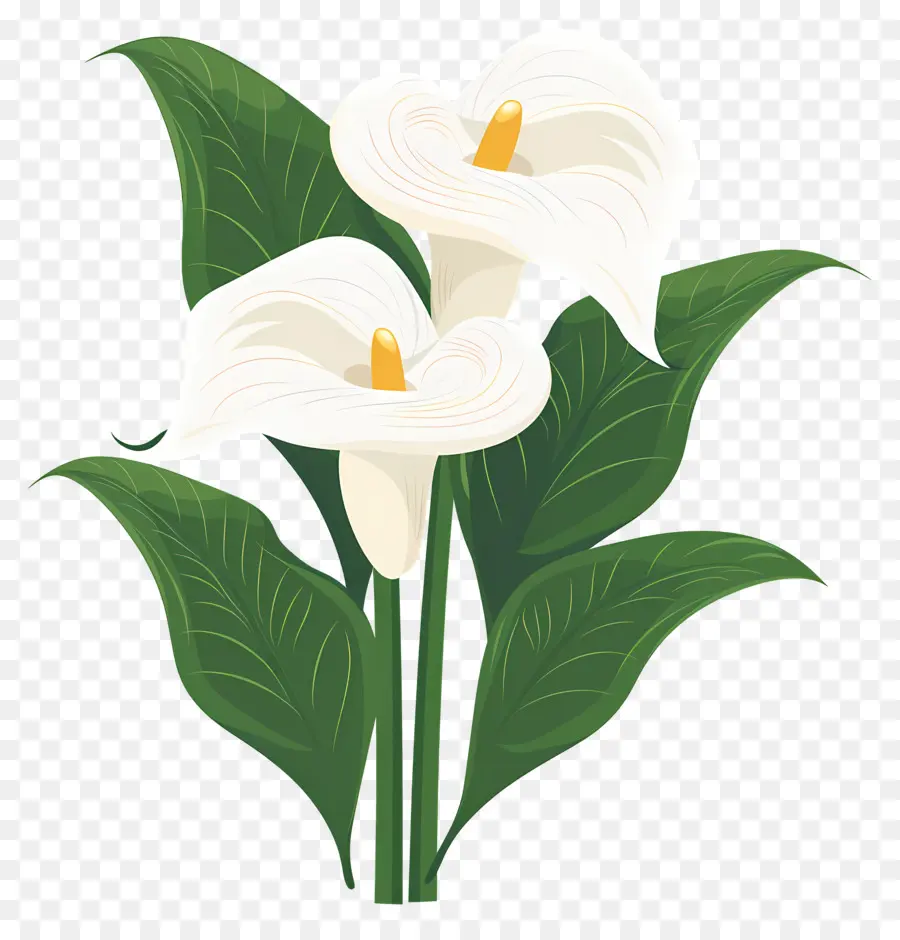 Calla Lily，Beyaz Calla Zambakları PNG