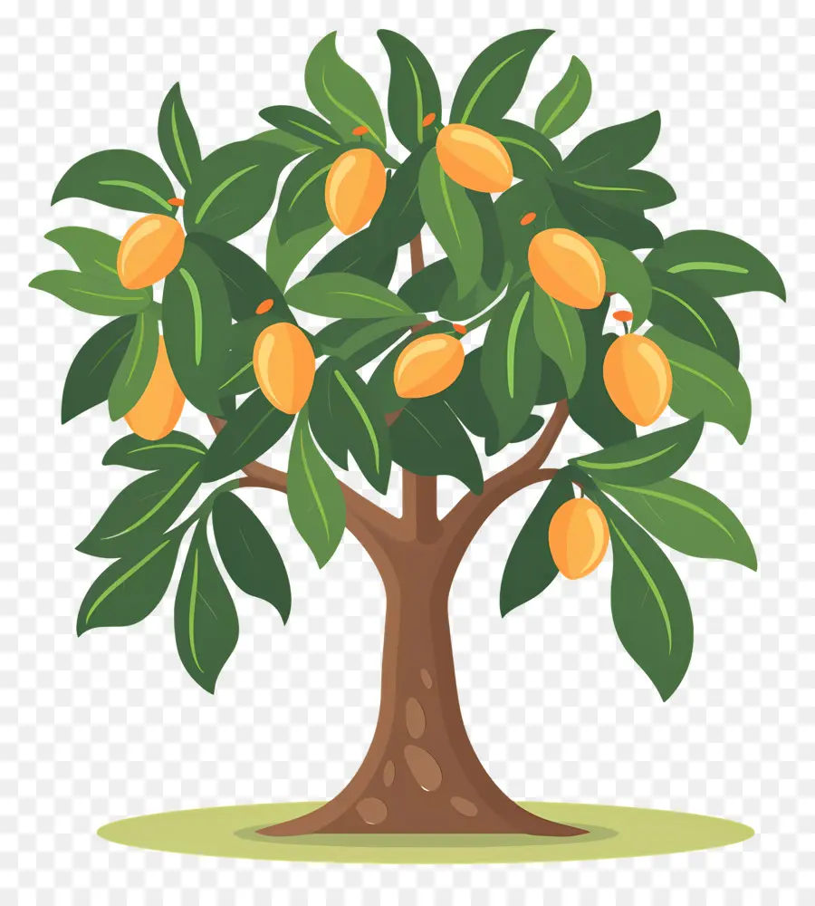 Mango Ağacı，Meyve PNG