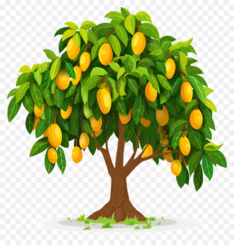 Mango Ağacı，Meyve PNG