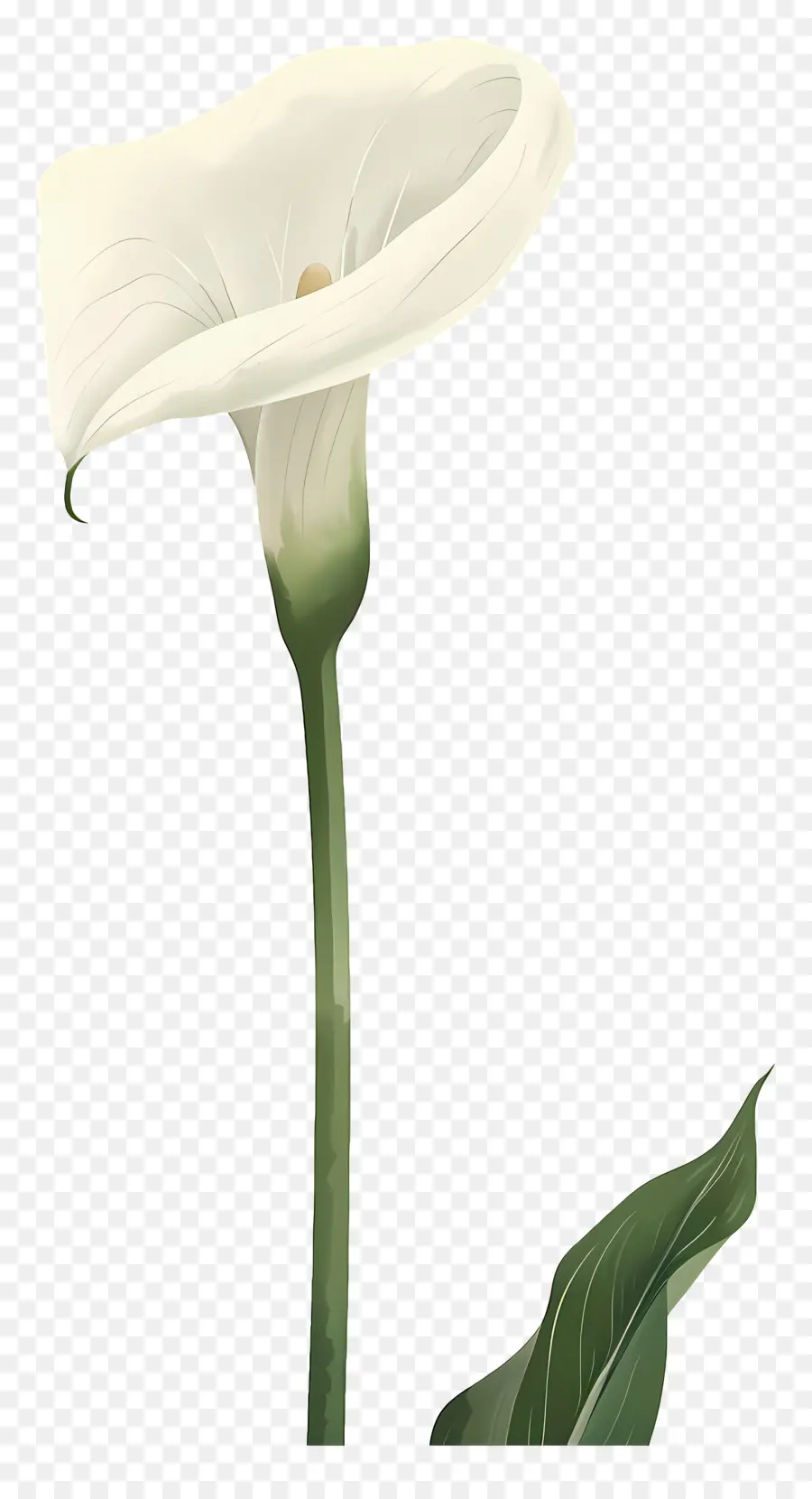 Calla Lily，Beyaz Calla Lily PNG