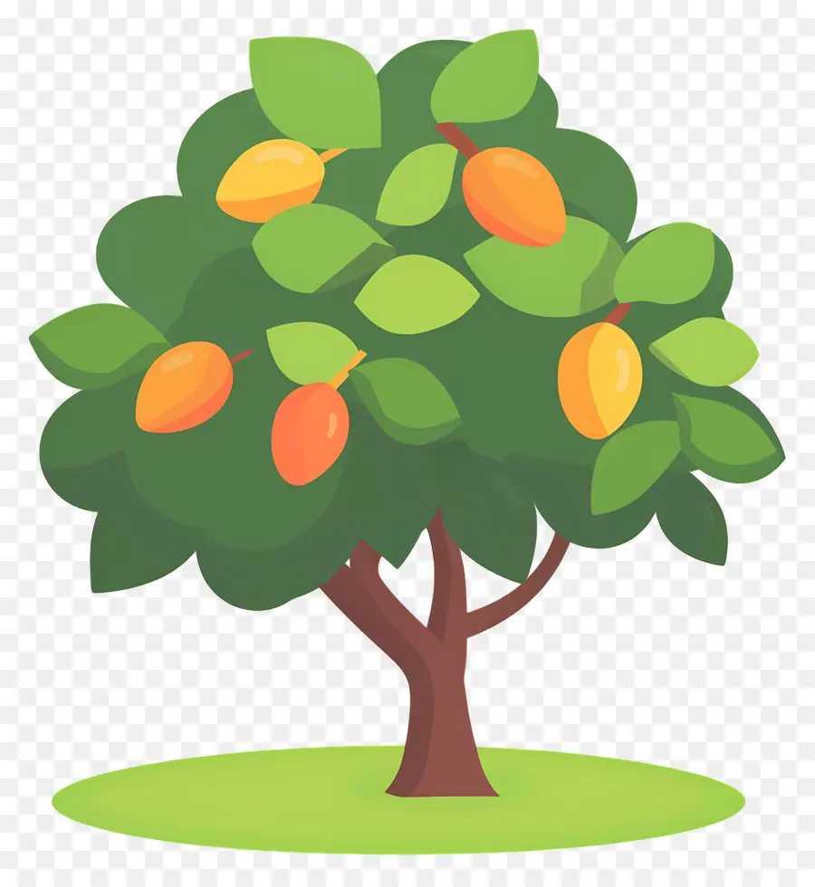 Mango Ağacı，Meyve PNG