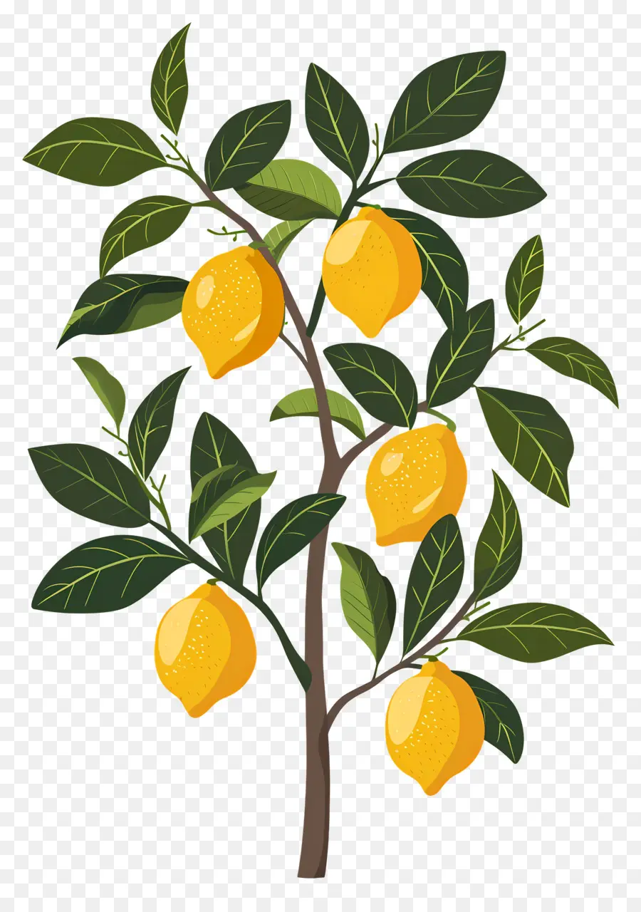 Limon Ağacı，Limon PNG