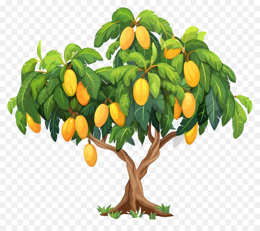 Mango Ağacı，Meyve PNG