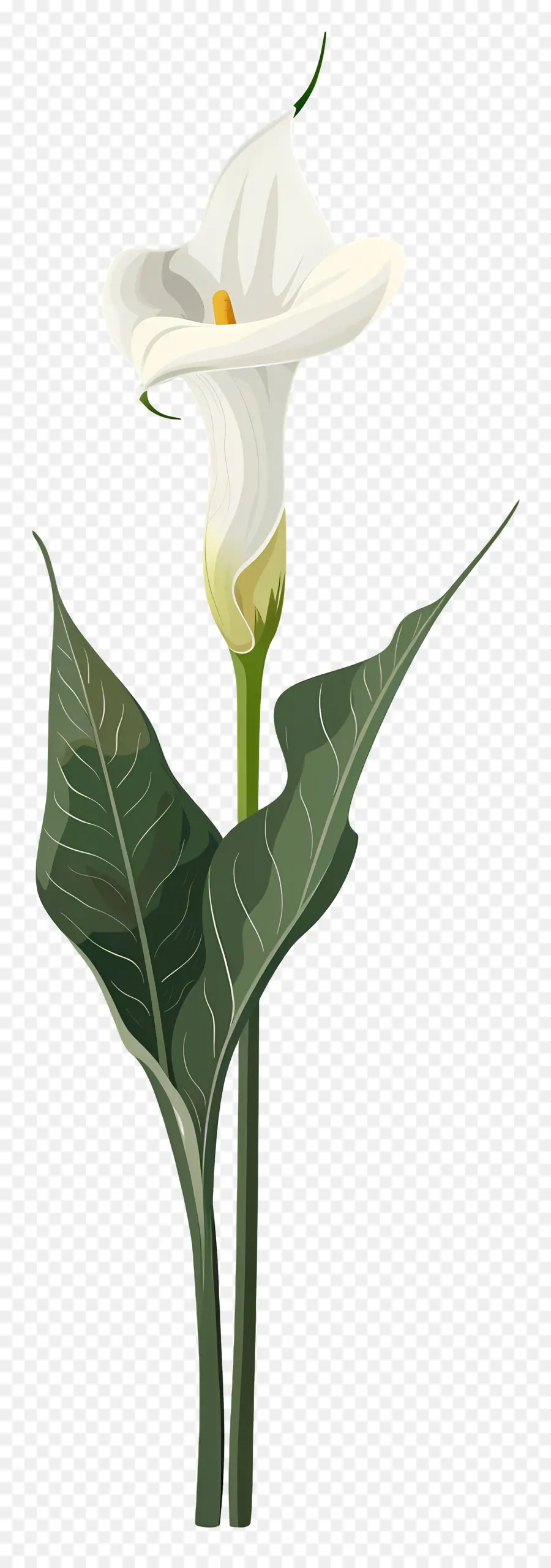 Calla Lily，Beyaz PNG