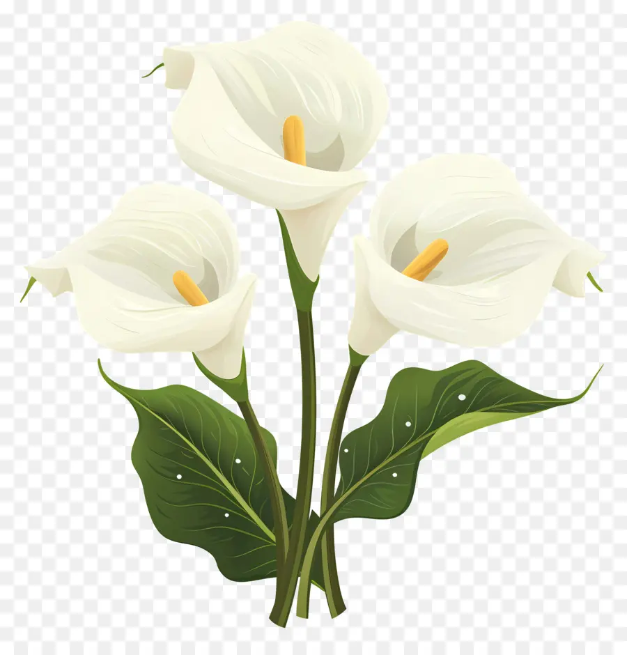 Calla Lily，Beyaz Calla Zambakları PNG