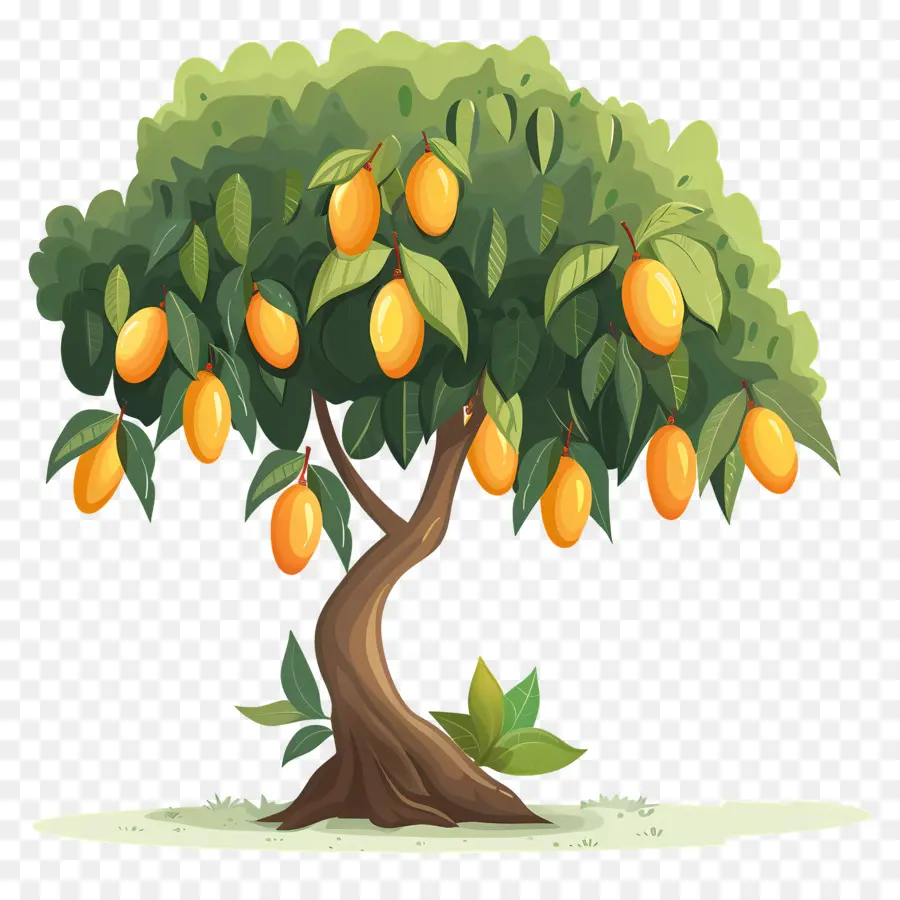 Mango Ağacı，Meyve PNG