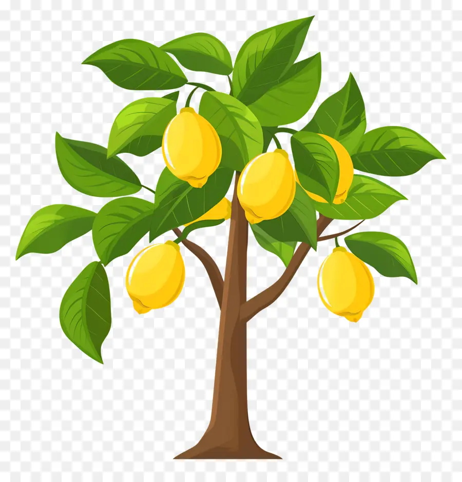 Limon Ağacı，Limon PNG