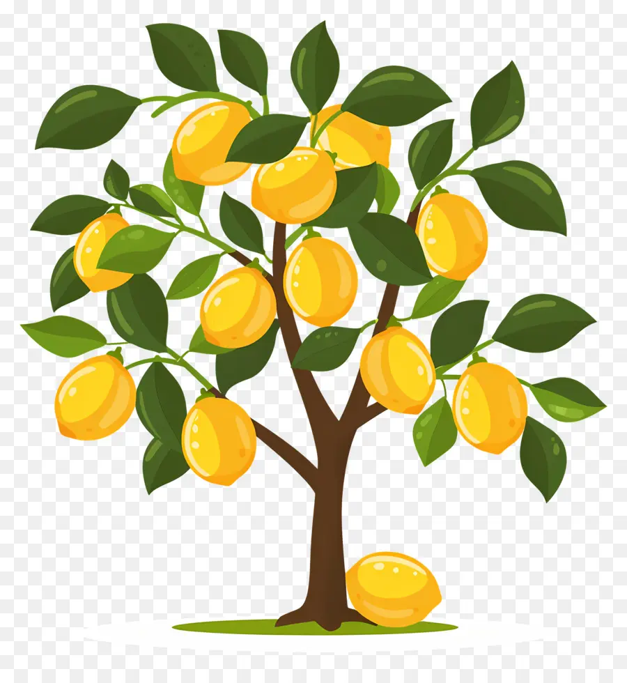 Limon Ağacı，Mango Ağacı PNG