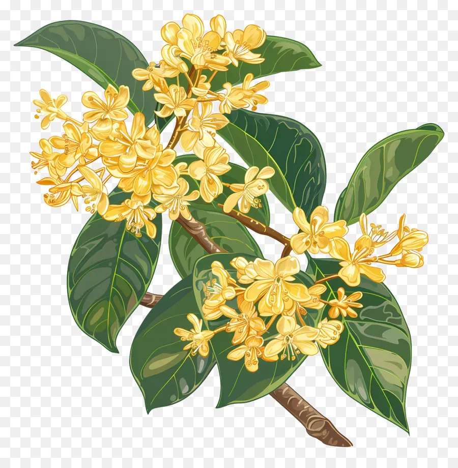 Osmanthus Çiçeği，Sarı Çiçekler PNG