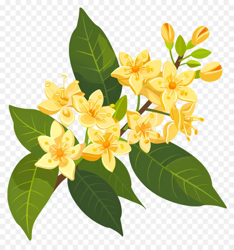 Osmanthus Çiçeği，Sarı Çiçekler PNG