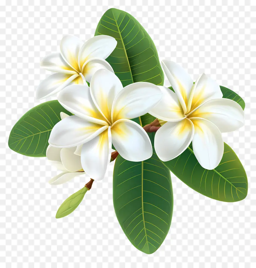 Frangipani Çiçeği，Plumeria'nın çiçekleri PNG