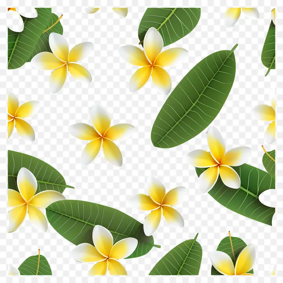 Frangipani Çiçeği，Plumeria Deseni PNG