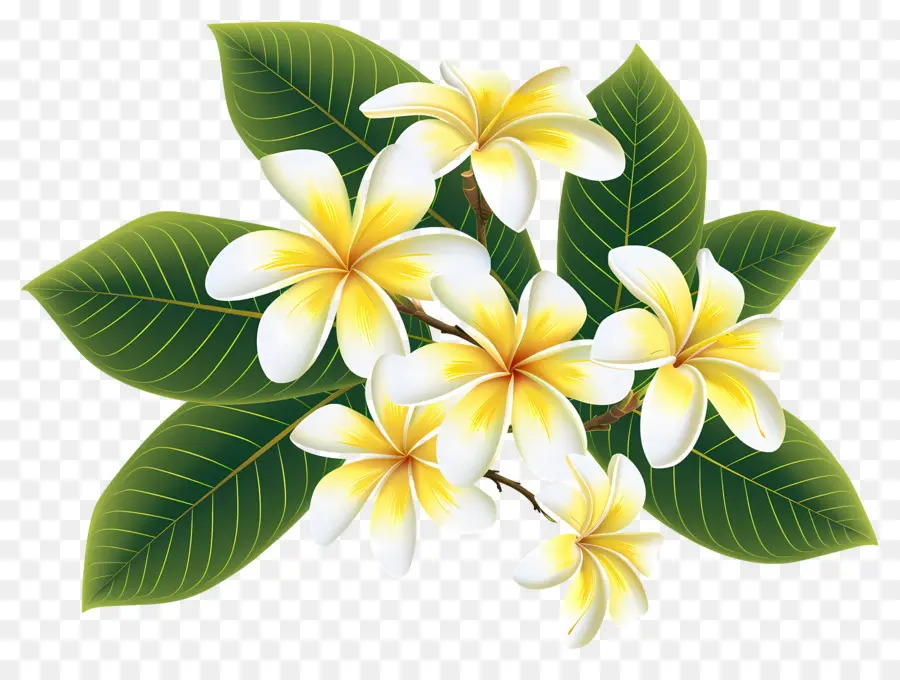 Frangipani Çiçeği，Plumeria'nın çiçekleri PNG