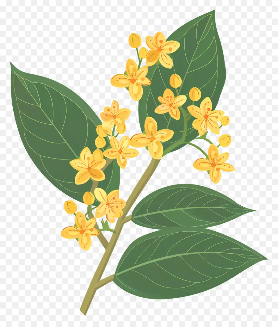 Osmanthus Çiçeği，Sarı Çiçekler PNG