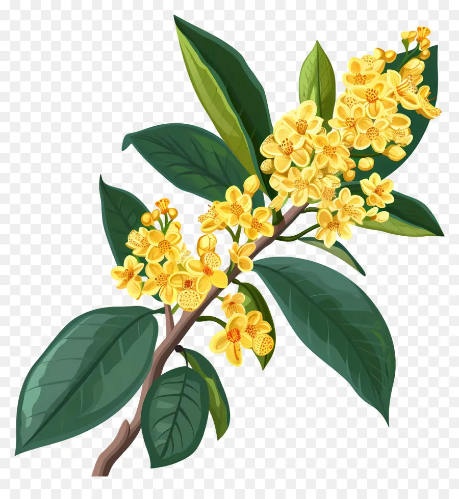 Osmanthus Çiçeği，Sarı Çiçekler PNG