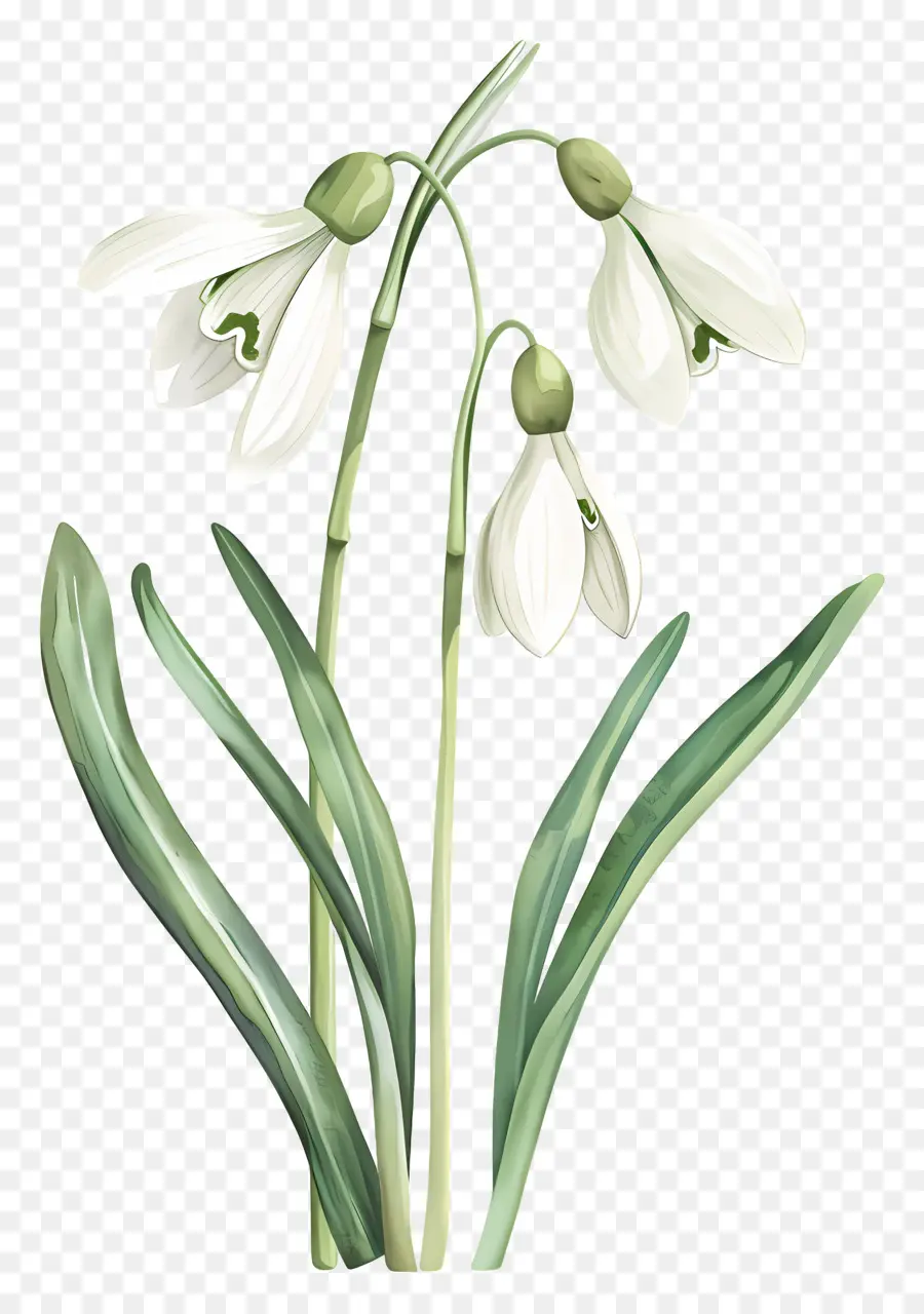 Kardelenler，Snowdrop Flower PNG