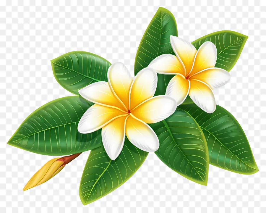 Frangipani Çiçeği，Plumeria'nın çiçekleri PNG