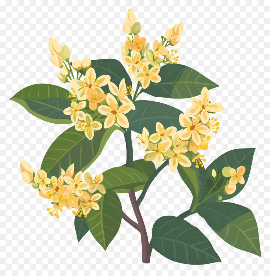 Osmanthus Çiçeği，Sarı Çiçekler PNG