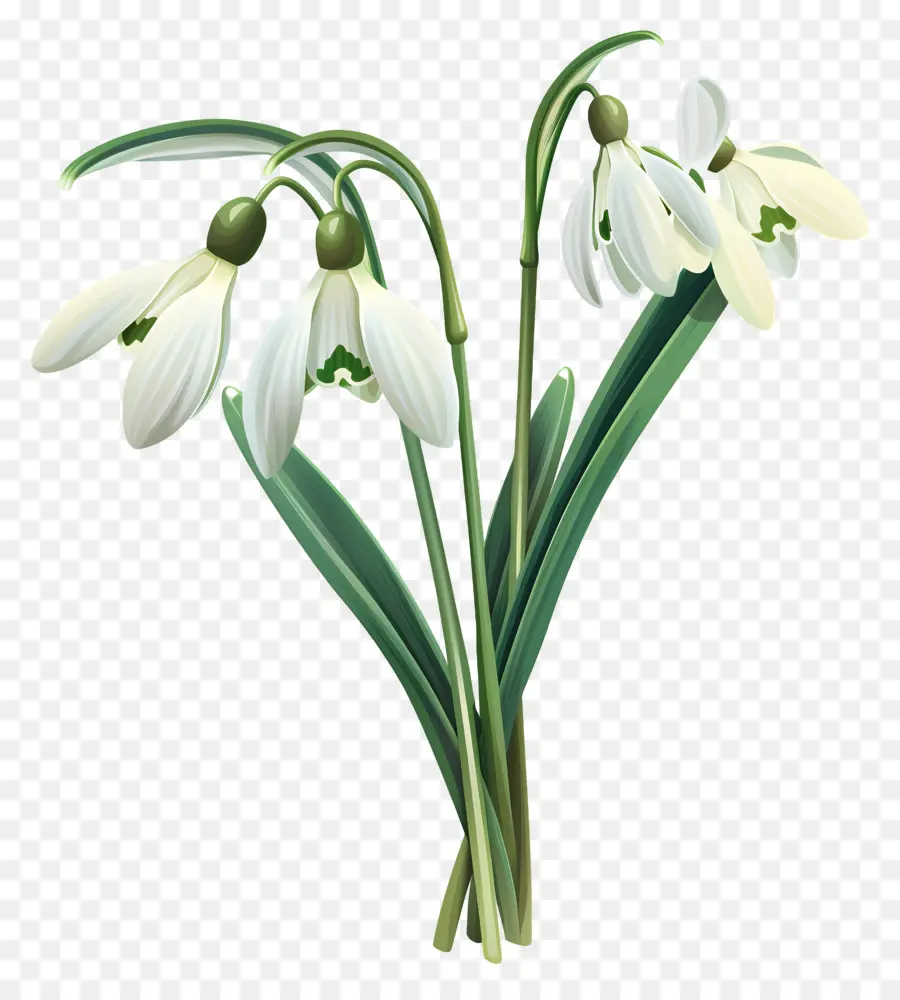 Kardelenler，Snowdrop Flower PNG