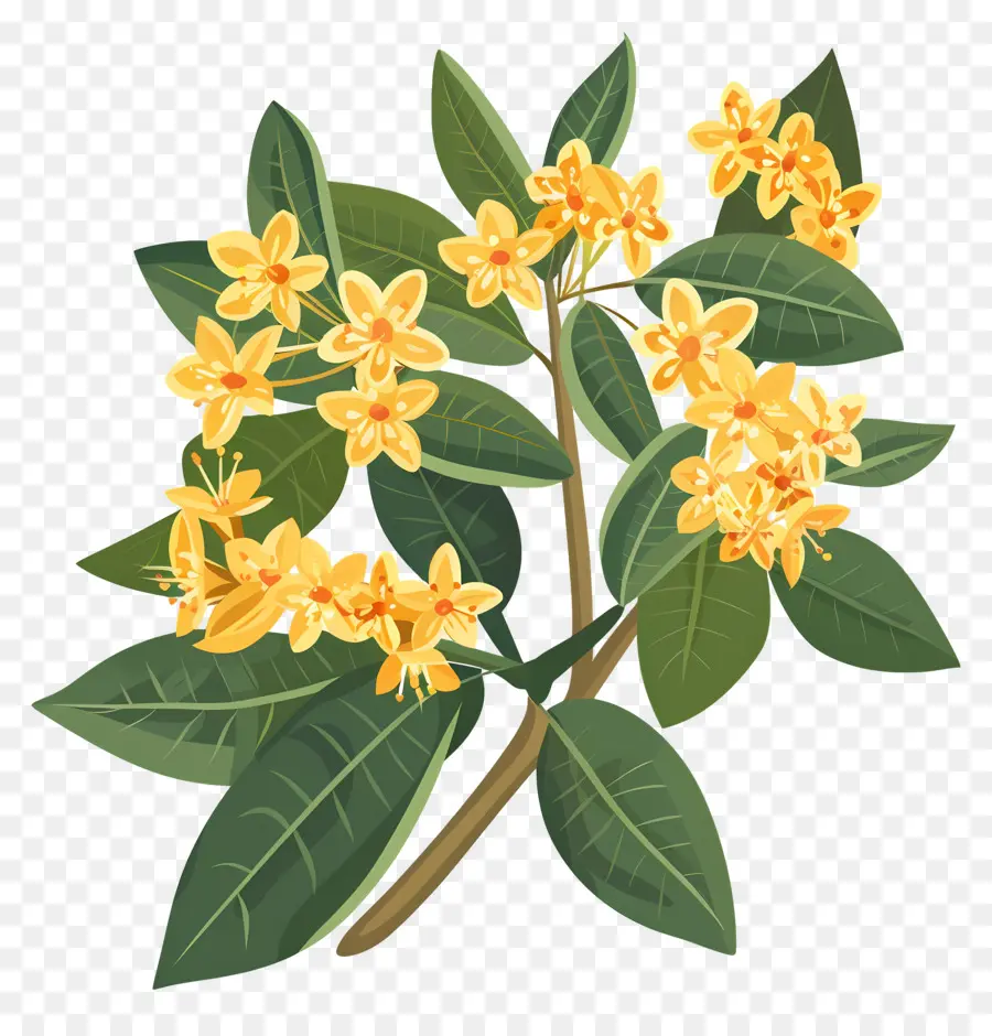 Osmanthus Çiçeği，Sarı Çiçekler PNG