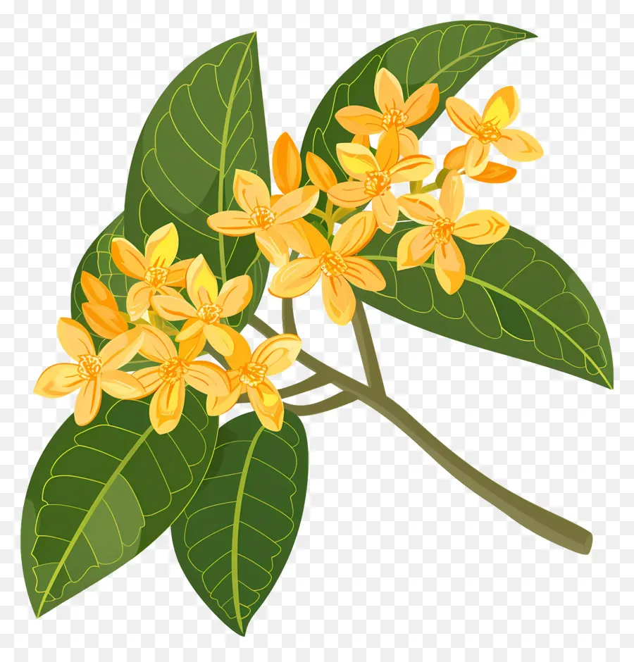 Osmanthus Çiçeği，Sarı Çiçekler PNG