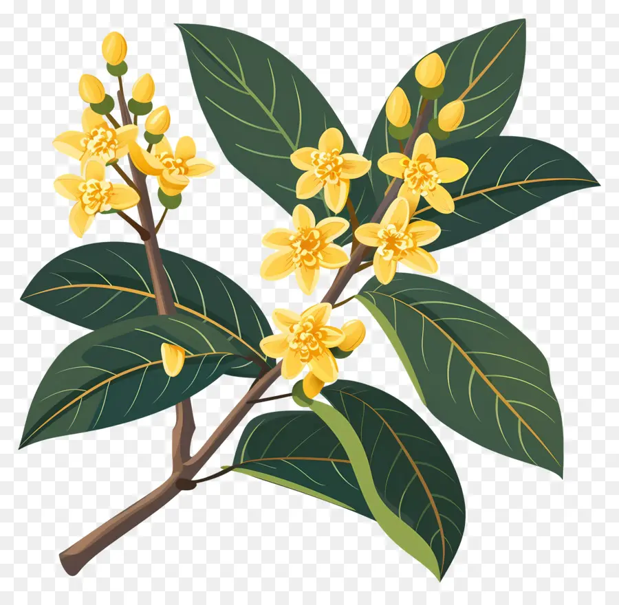 Osmanthus Çiçeği，Sarı Çiçekler PNG