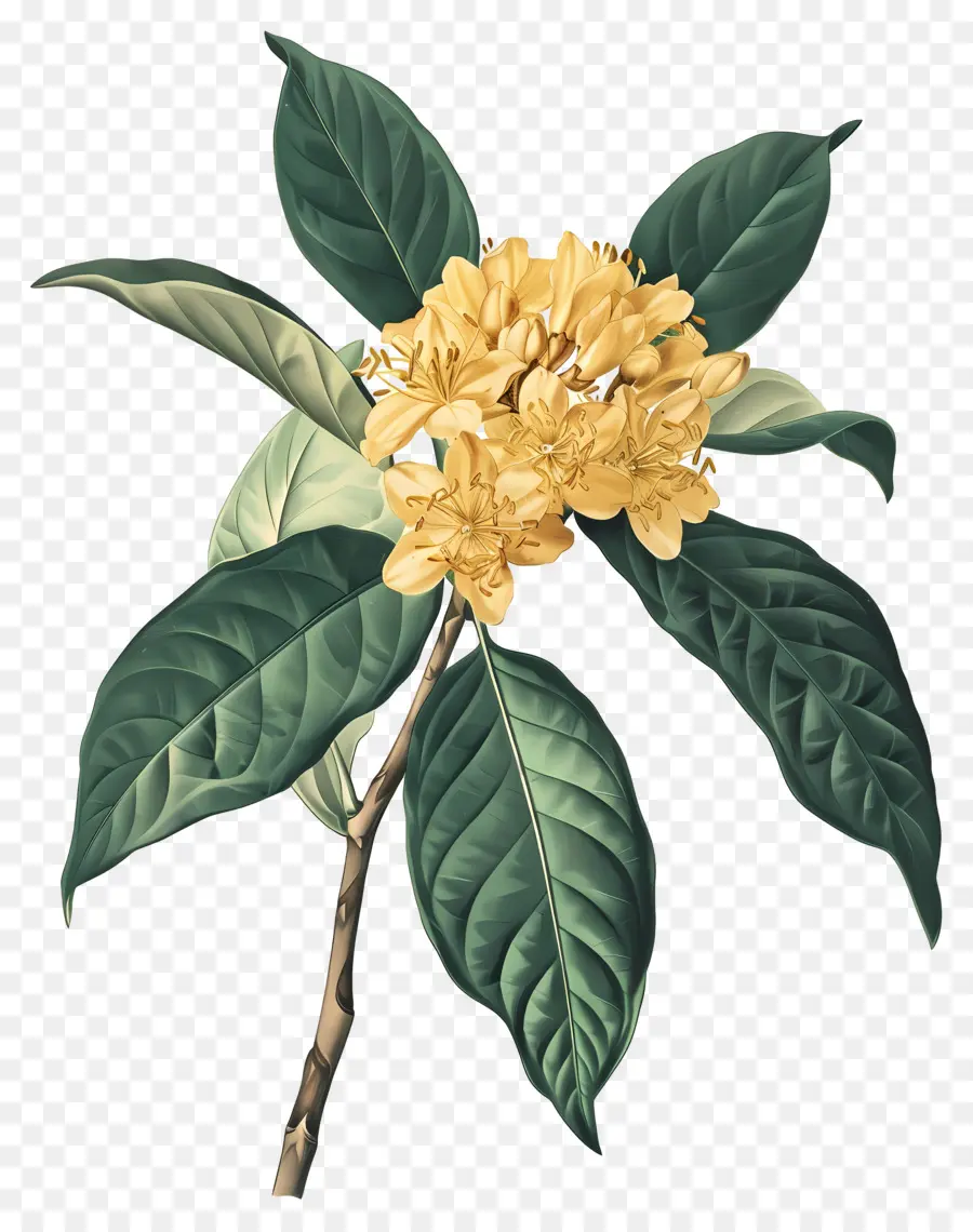 Osmanthus Çiçeği，Sarı Çiçekler PNG