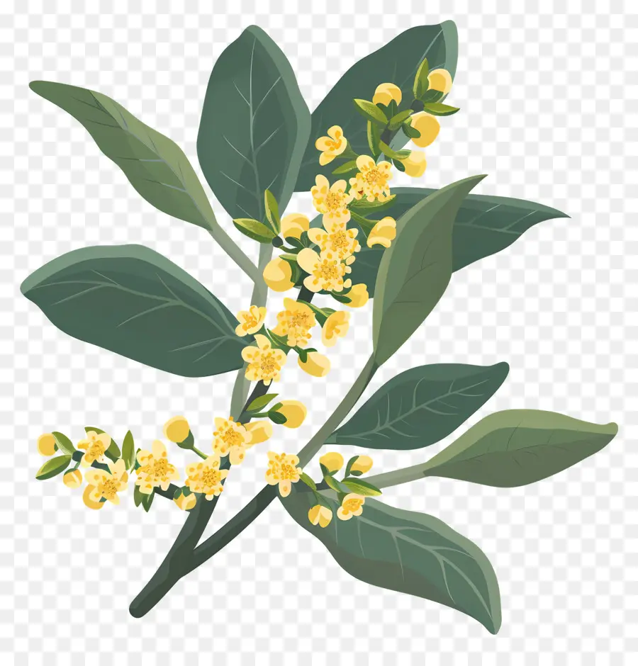 Osmanthus Çiçeği，Sarı Çiçekler PNG