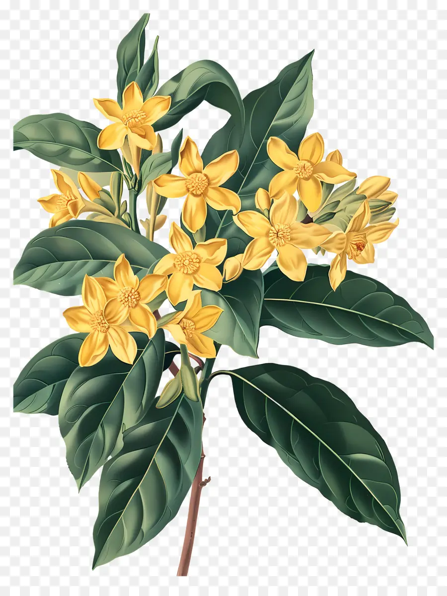 Osmanthus Çiçeği，Sarı Çiçekler PNG