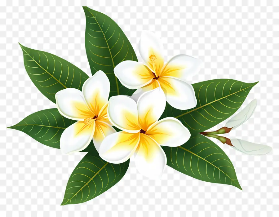 Frangipani Çiçeği，Plumeria'nın çiçekleri PNG