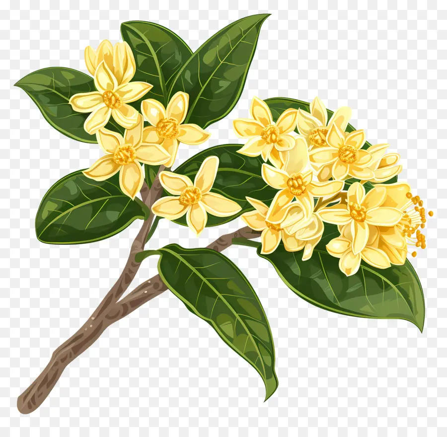 Osmanthus Çiçeği，Sarı Çiçekler PNG