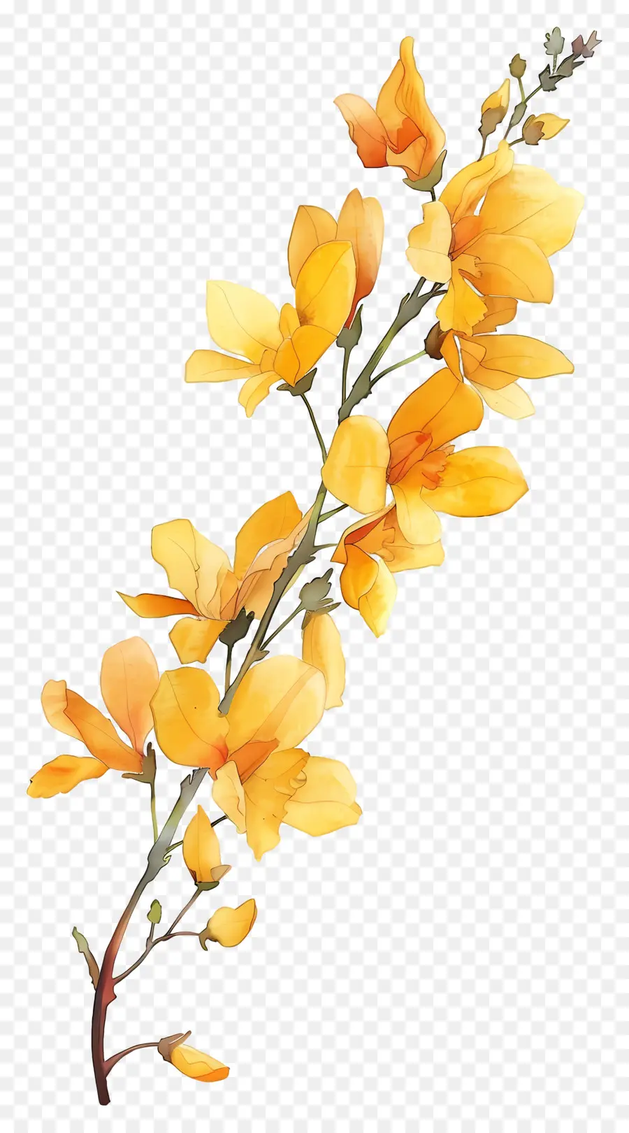 Cytisus Wolgaricus çiçeği，Sarı Çiçekler PNG