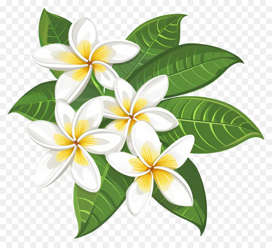 Frangipani Çiçeği，Çiçek çelengi PNG