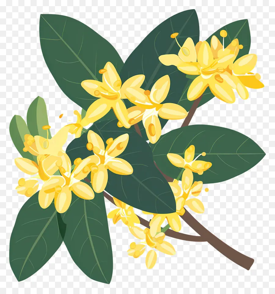 Osmanthus Çiçeği，Sarı Çiçekler PNG