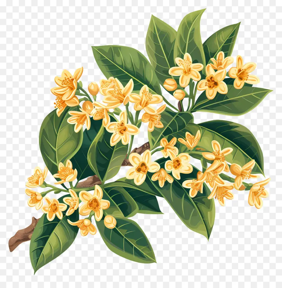 Osmanthus Çiçeği，Sarı Çiçekler PNG