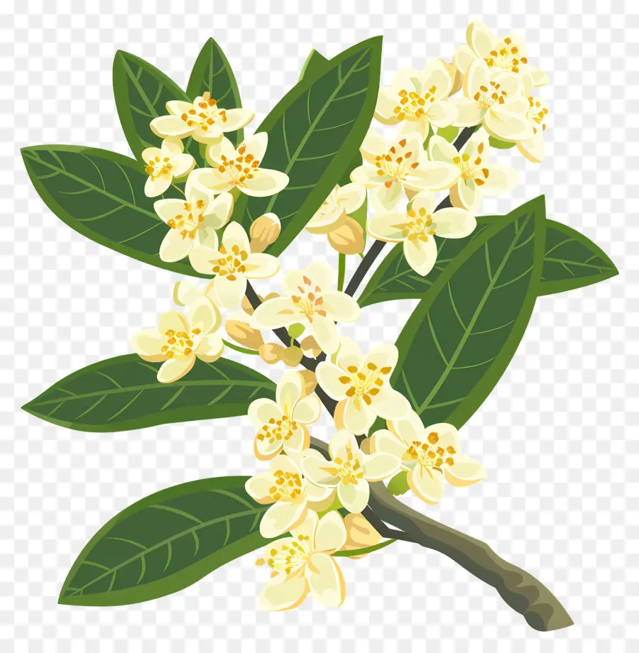 Osmanthus Çiçeği，Sarı Çiçekler PNG