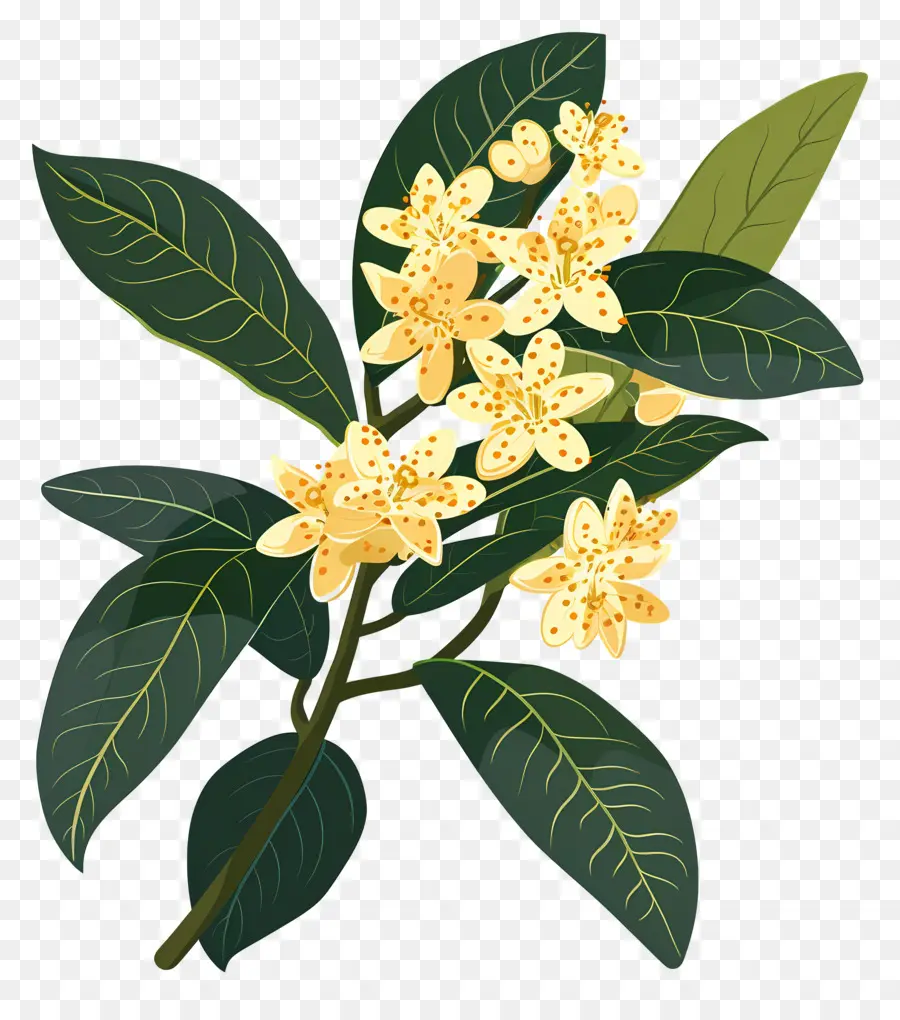 Osmanthus Çiçeği，Sarı Çiçekler PNG