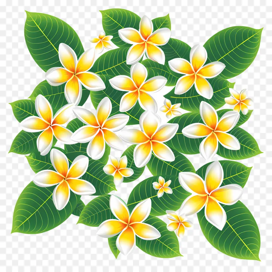 Frangipani Çiçeği，Plumeria Buketi PNG