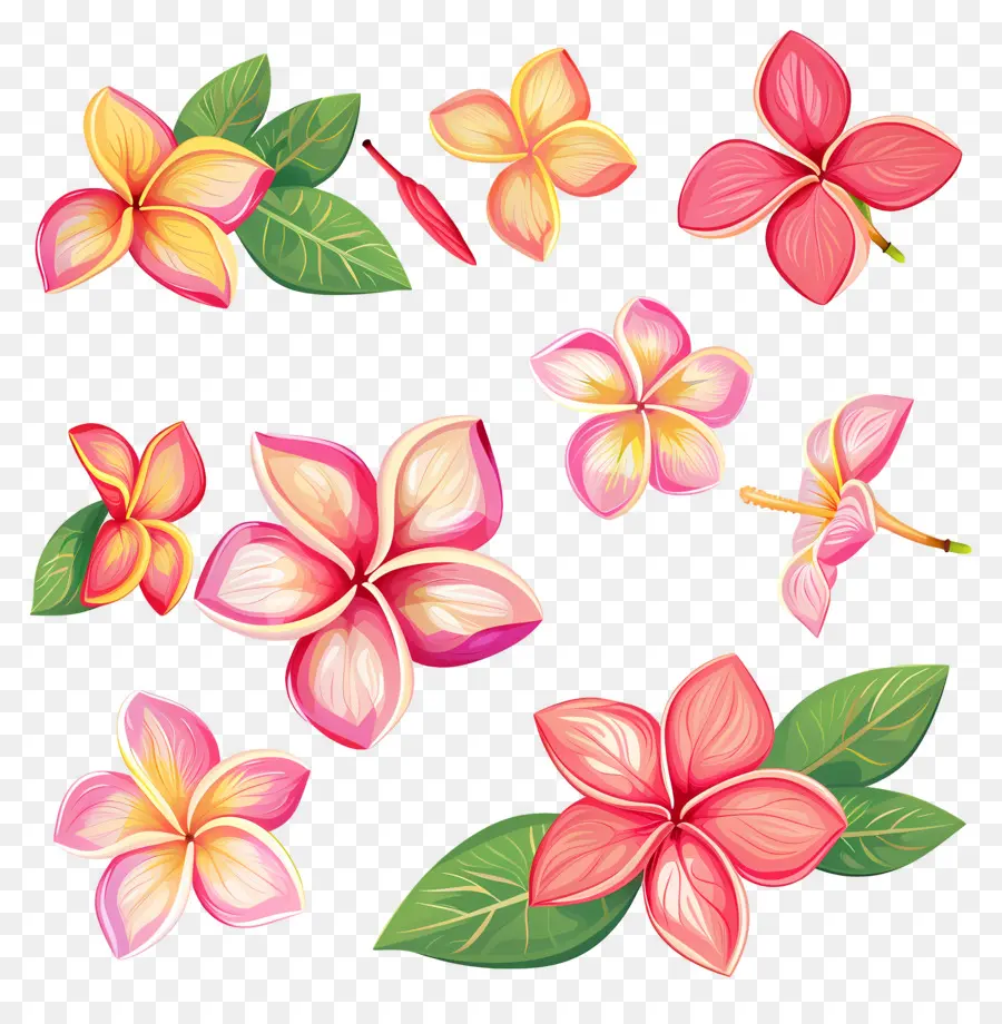 Frangipani Çiçeği，Renkli çiçekler PNG