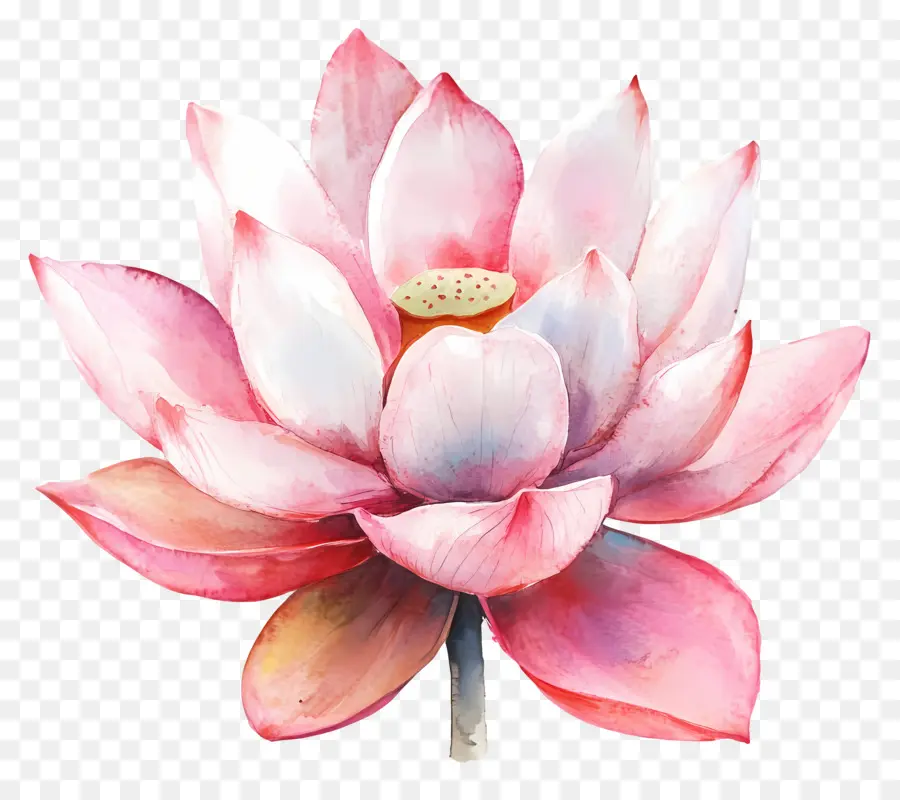 Suluboya Lotus，Nilüfer Çiçeği PNG