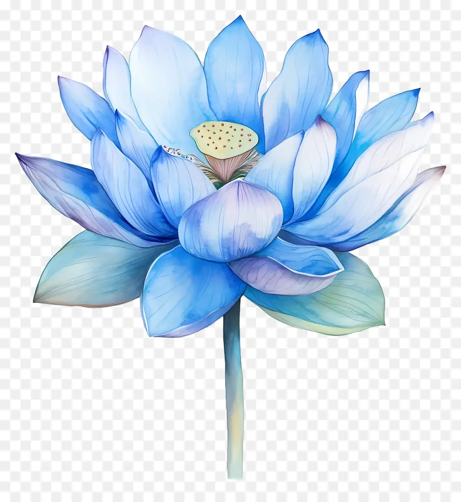 Suluboya Lotus，Nilüfer Çiçeği PNG