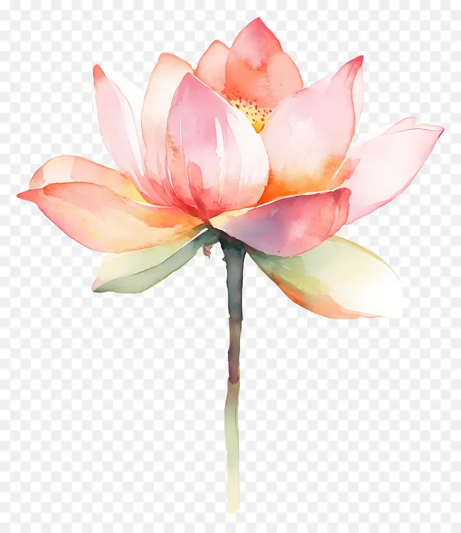 Suluboya Lotus，Pembe Lotus PNG